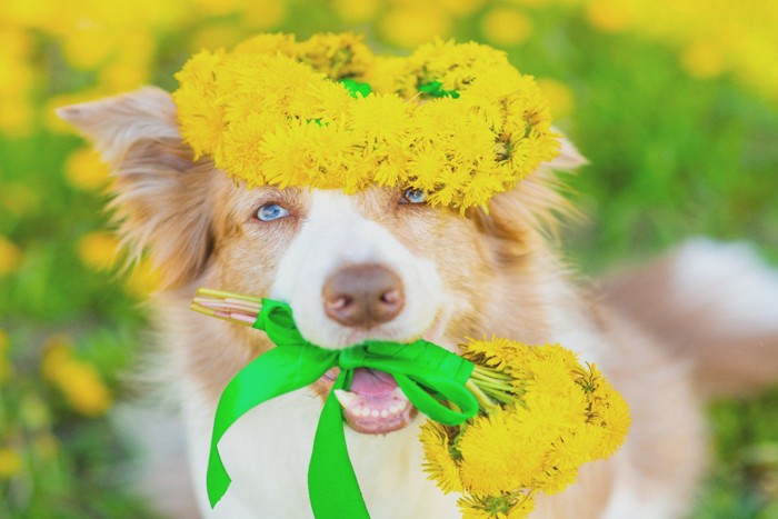 黄色い花の冠を頭に乗せる犬
