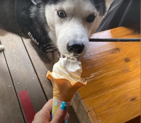 ソフトクリームを舐める犬