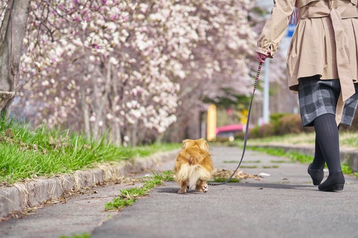 桜の咲く道を散歩する飼い主と犬の後ろ姿