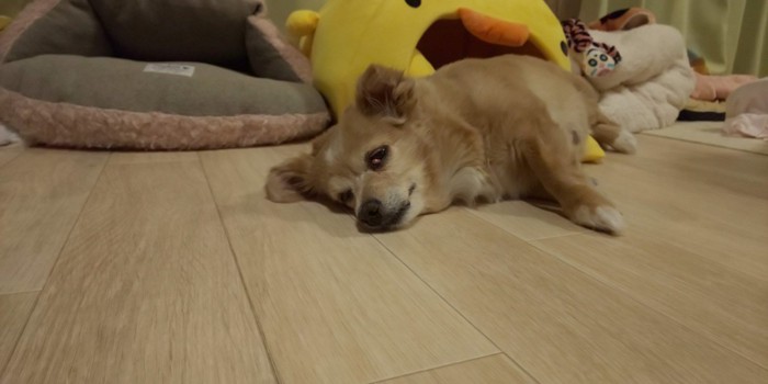 床で寝る寸前の犬