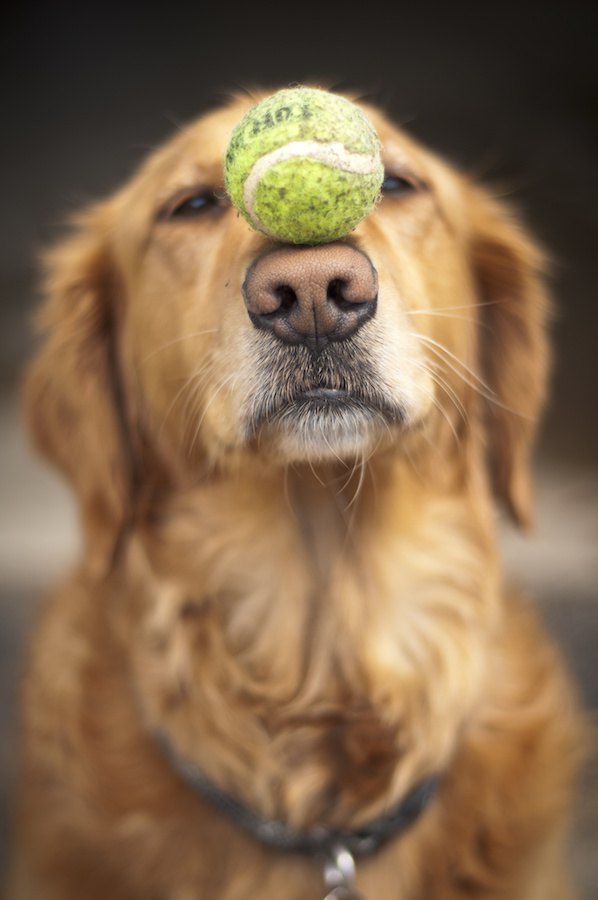 ボールを鼻にのせている犬