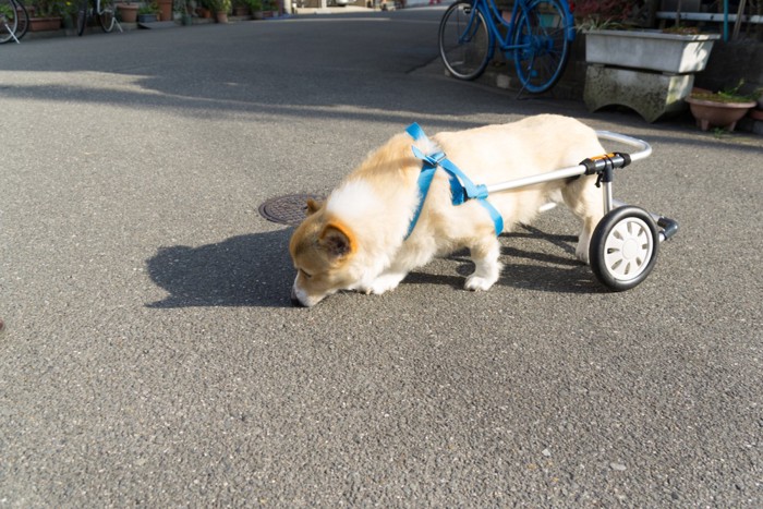 補助車輪つけた犬