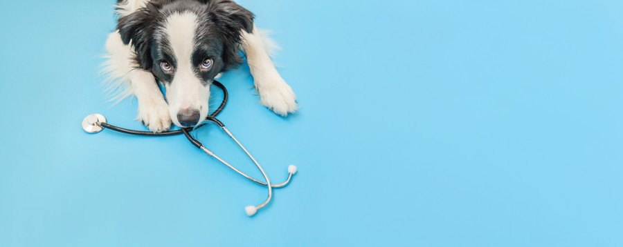 診察器と犬