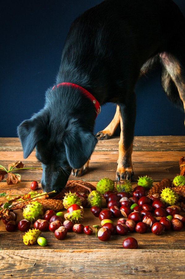 木の実を食べる犬
