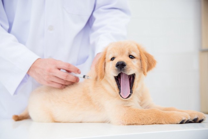 あくびをしている犬、注射を打つ獣医師