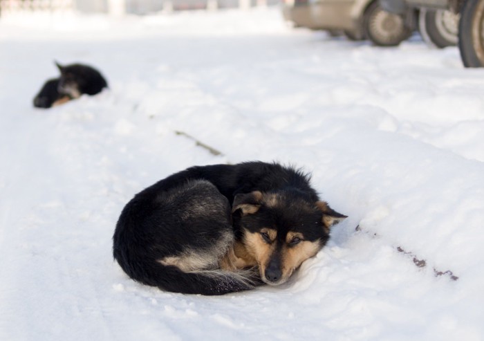 雪の上で凍える犬