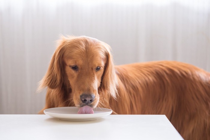 お皿を舐める犬