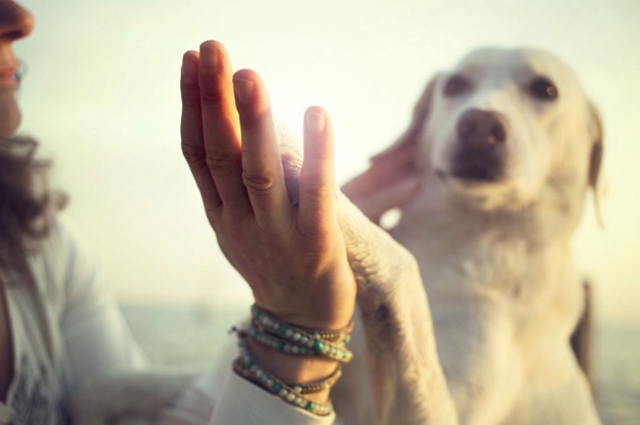 Dog's paw and man's hand gesture of friendship