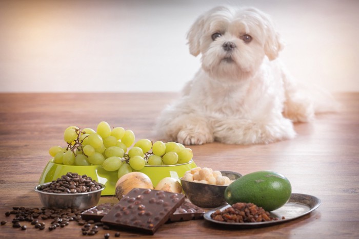 犬に毒な食べ物と白い犬