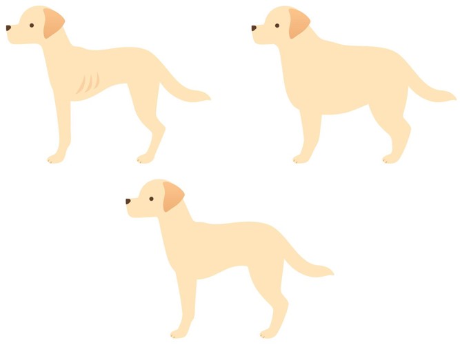 犬の体型3種