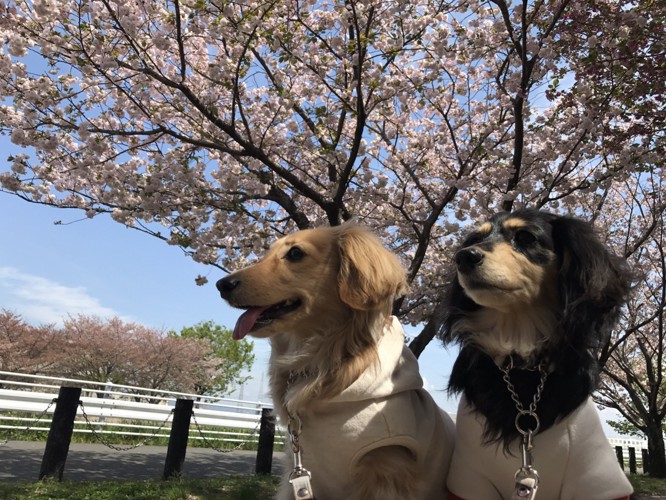 桜とダックス2匹