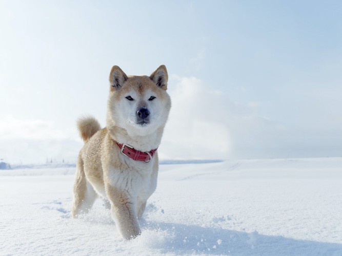 雪の中を歩く柴犬
