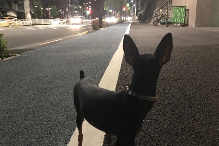 夜道を散歩中、振り返る犬
