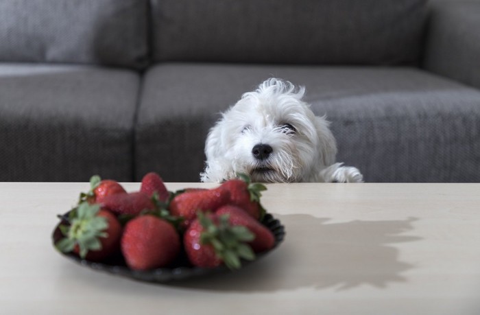 苺を見つめる犬