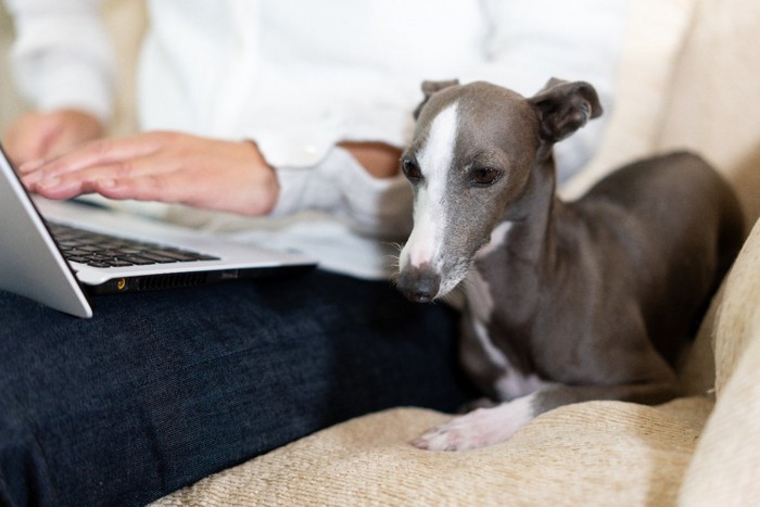 ノートパソコンを使用中の飼い主さんの横に座る犬