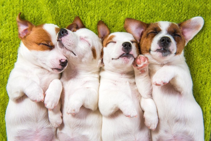 ヘソ天で眠る4頭の子犬