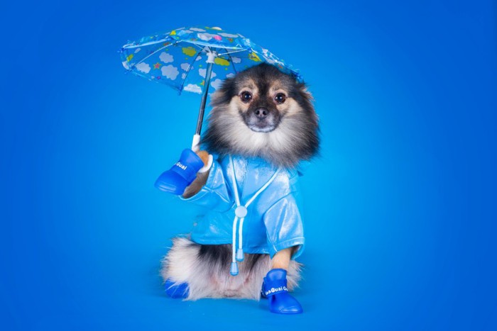 水色の傘とレインコートの犬