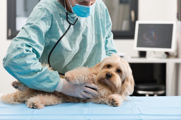 獣医師に聴診器を当てられている犬
