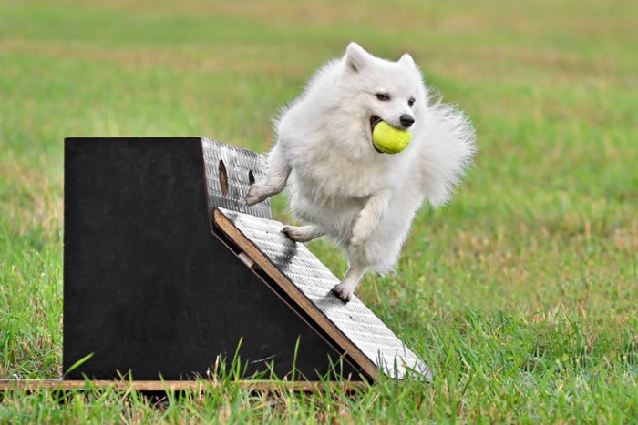 フライボールをする犬