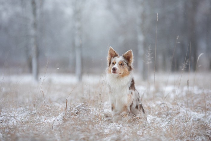 雪原に座る犬