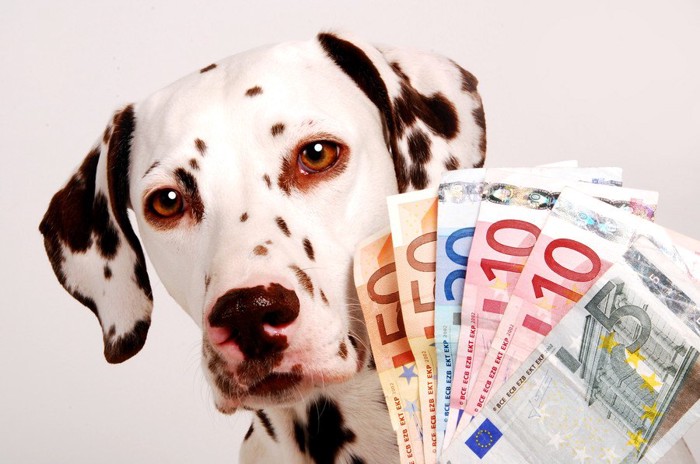 お金と犬