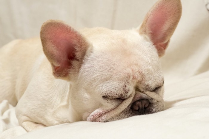 布団に顔を押し付けて眠る犬