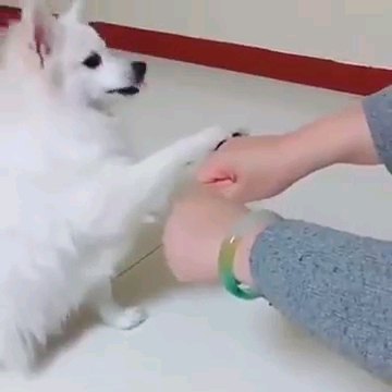 手をタッチする犬