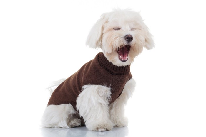 セーターを着てあくびする犬