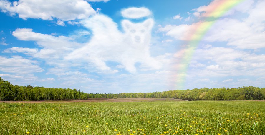 犬の形をした雲と青空と虹