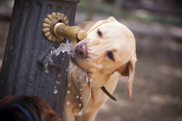 蛇口の水を飲む犬