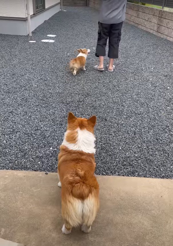 子犬と人を見る犬