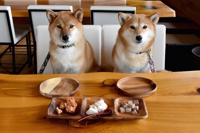 席について食事を待つ2匹の柴犬