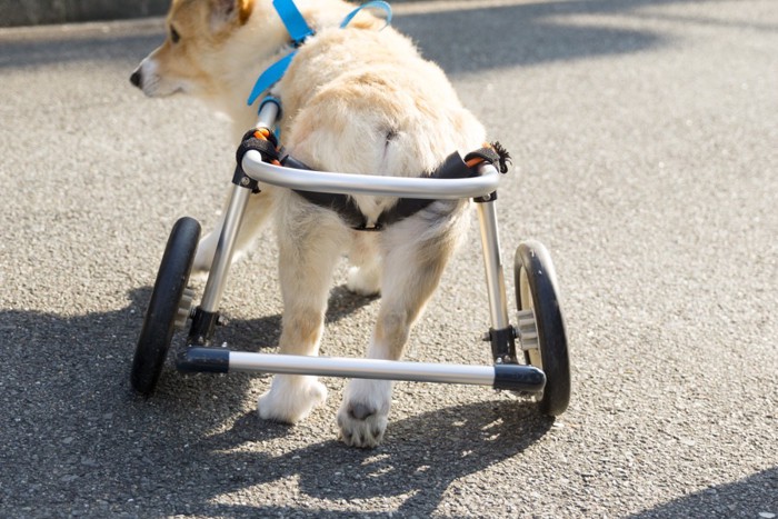 車椅子の犬