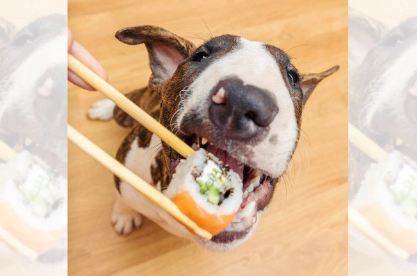 犬が食べられる寿司の種類や部位