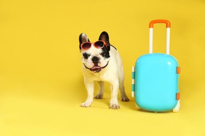サングラスをかけてスーツケースの隣に立つ犬