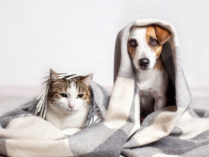 毛布にくるまる犬と猫