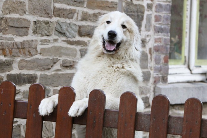 笑顔で出迎える白い大型犬