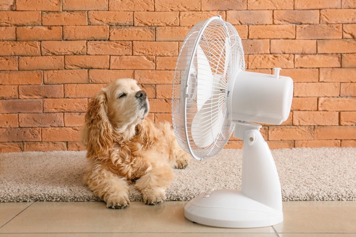 扇風機と犬
