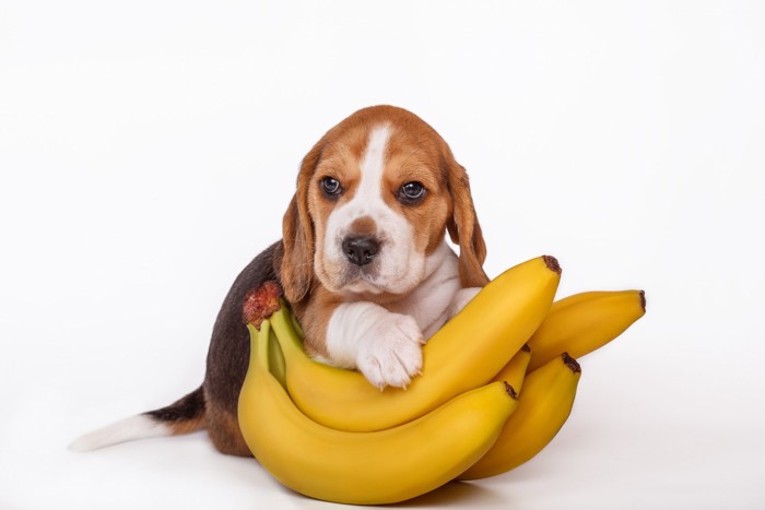 ジャックラッセルテリアの子犬とバナナ
