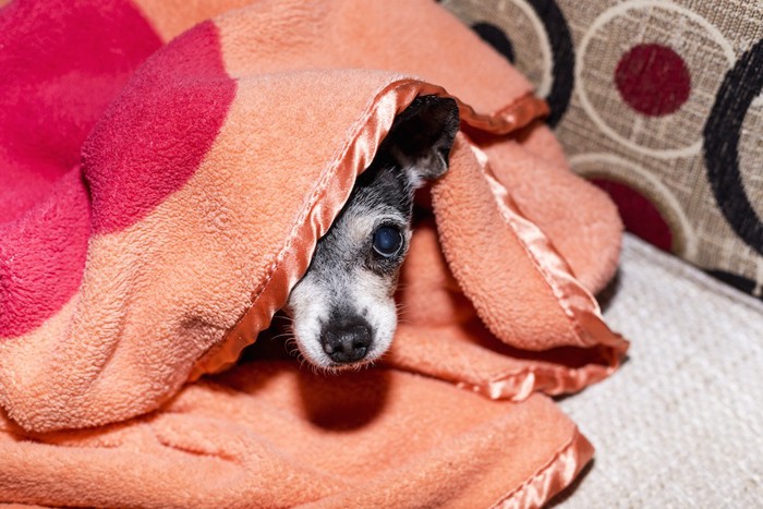 毛布に隠れている犬