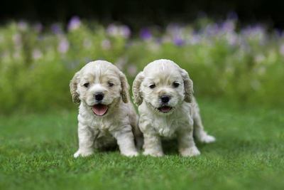 芝生の上でたたずむ２匹のアメリカンコッカースパニエルの幼犬
