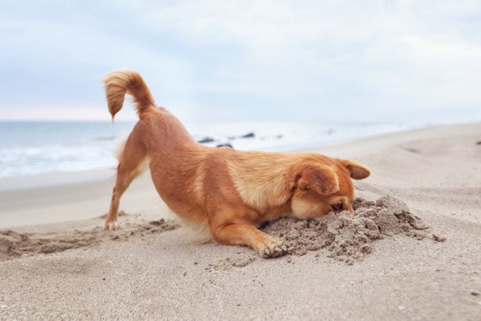 砂浜に顔を埋める犬
