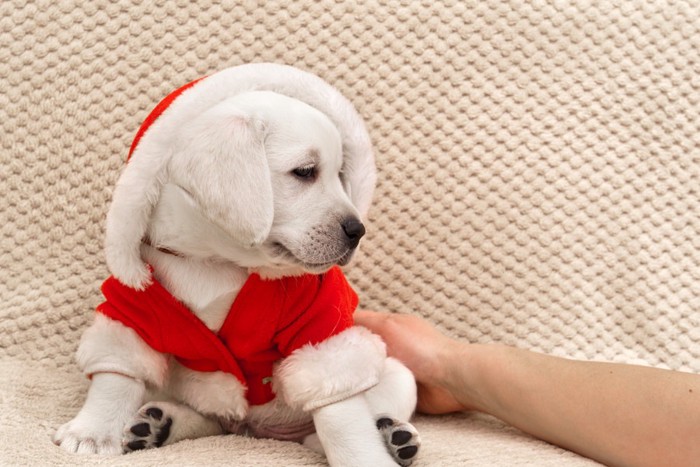 赤い洋服を着た白い子犬