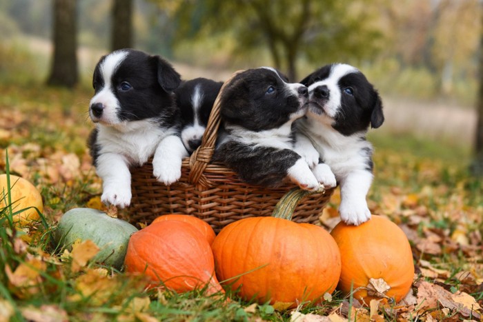 かぼちゃと子犬たち