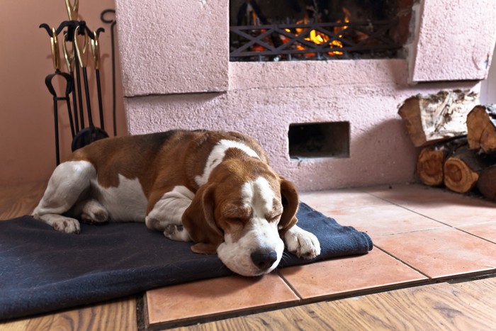 暖炉の前で眠るビーグル
