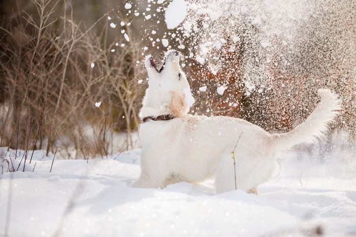 雪を咥えようと口を開けている子犬