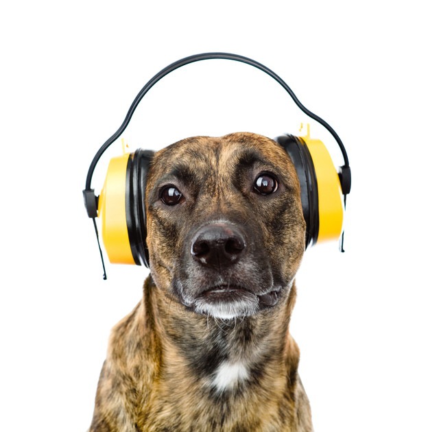 ヘッドフォンを耳にかぶる犬