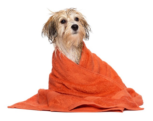 オレンジのタオルに包まれている犬