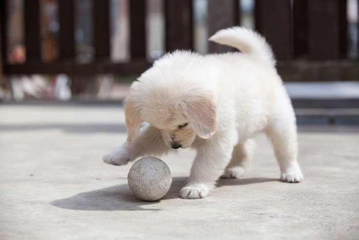 ボールで遊ぶ子犬