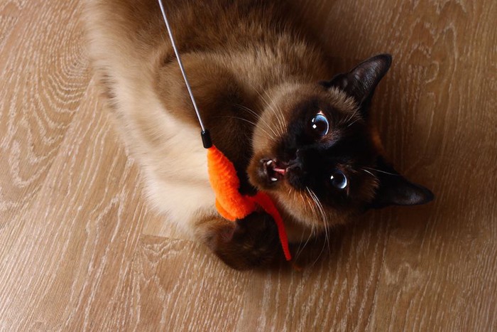 オレンジのねこじゃらしで遊ぶ猫